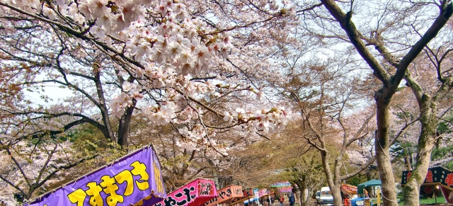 清水公園の桜