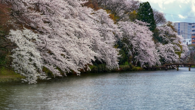 高岡古城公園の桜