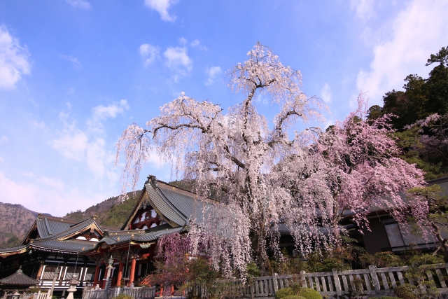 身延山久遠寺のしだれ桜