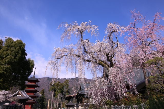 久遠寺のしだれ桜