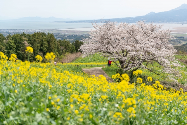 長崎県の白木峰高原の桜