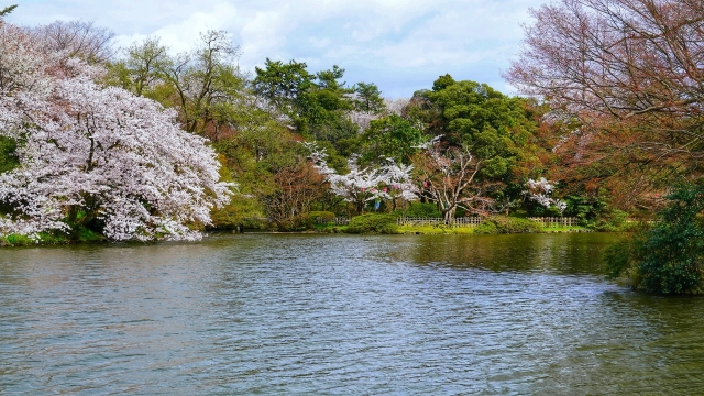 高岡古城公園の桜