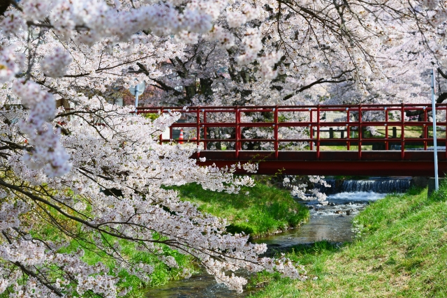 観音寺川の桜並木