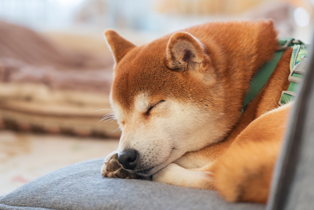 ソファで眠る柴犬