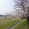 西条市の武丈公園の桜