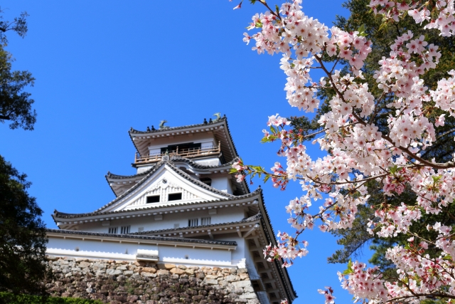 高知城と桜