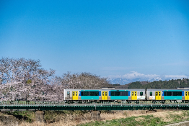 水郡線と桜