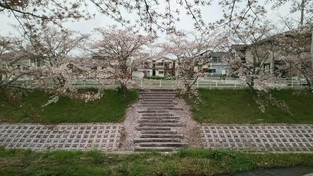 佐保川の桜