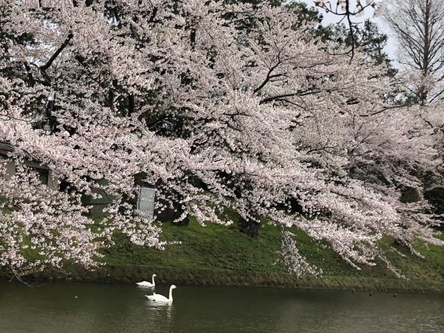 鶴岡公園の桜