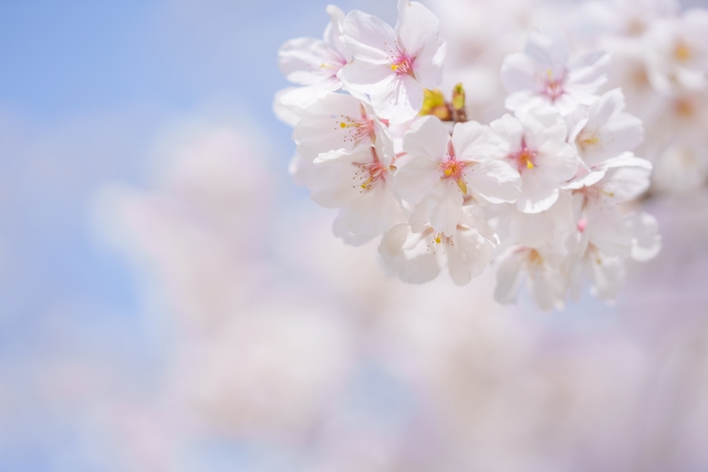 満開の桜