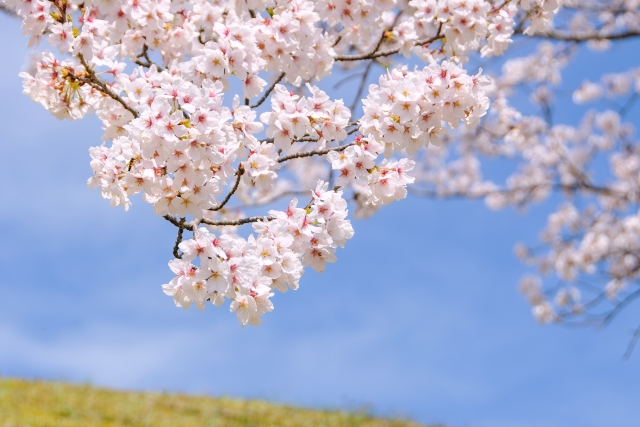 青空と満開の桜