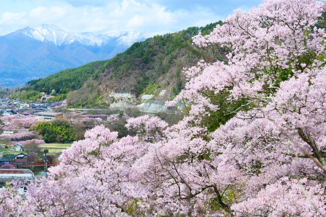 高遠城址公園の桜