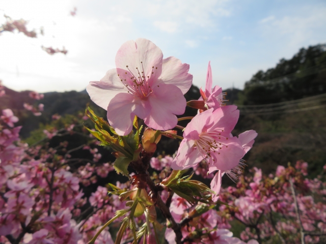 佐久間ダム湖親水公園の河津桜（頼朝桜）