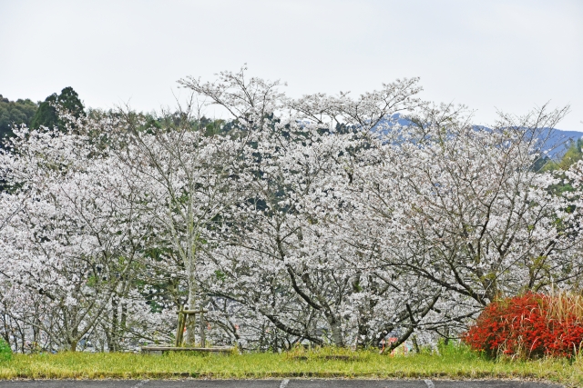 霧島市の丸岡公園の桜