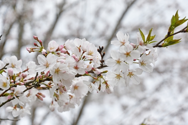 丸岡公園の桜