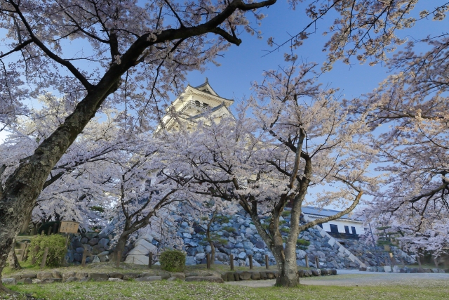 長浜城と桜