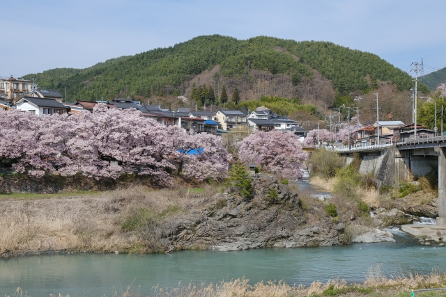 三峰川沿いの桜並木