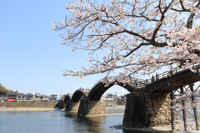 錦帯橋の桜