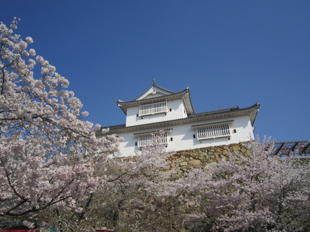津山城（鶴山公園）の桜