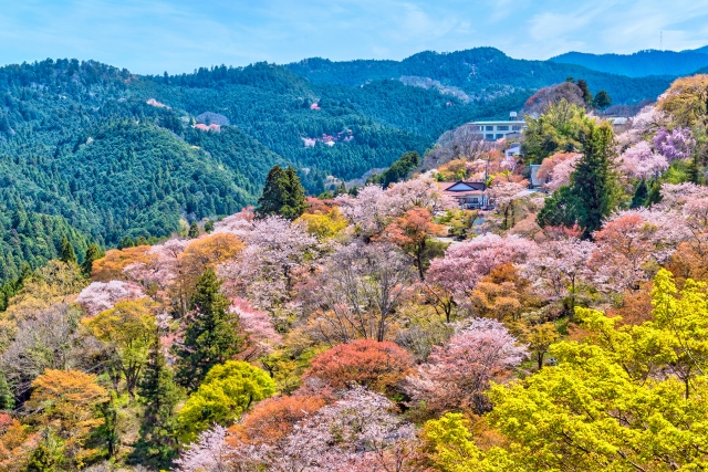 吉野山の千本桜