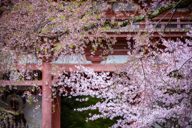 醍醐寺の桜