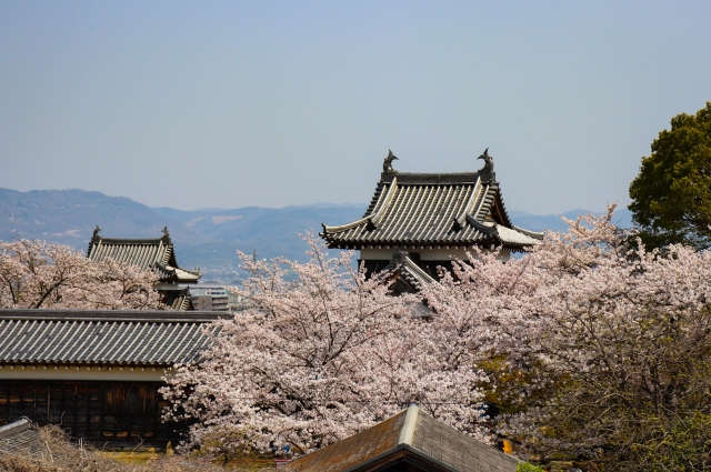 大和郡山城跡の桜