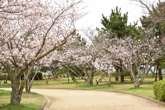 大塚スポーツパークの桜