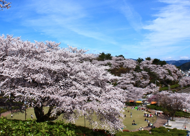 鯖江市の西山公園の桜