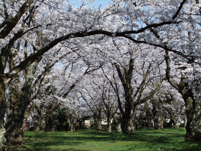 村松公園の桜