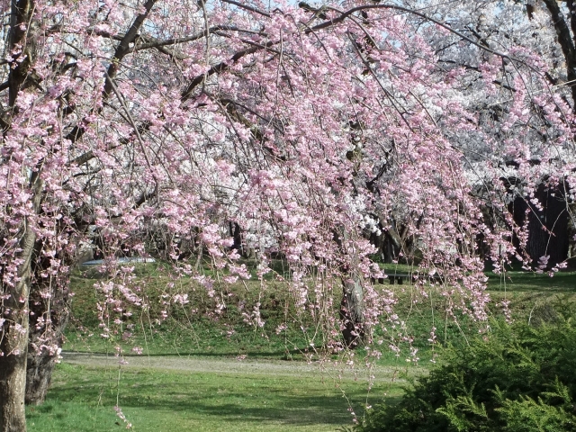 村松公園の桜