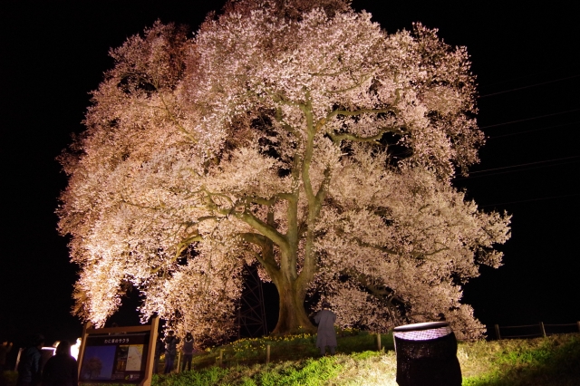 わに塚の桜のライトアップ