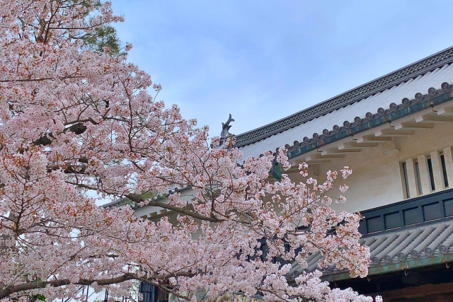 松本城と桜