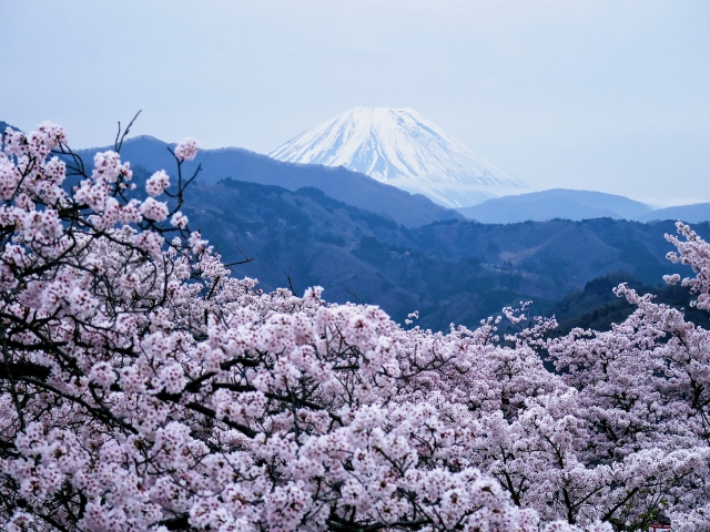 大法師公園の桜