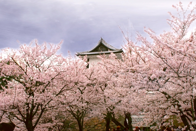 金沢城公園の桜