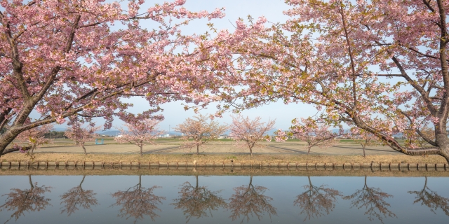 笠松河津桜ロードの河津桜