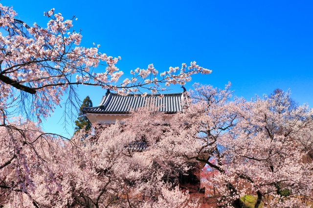 上田城跡公園の桜