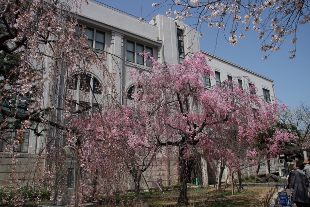 造幣局 桜の通り抜け