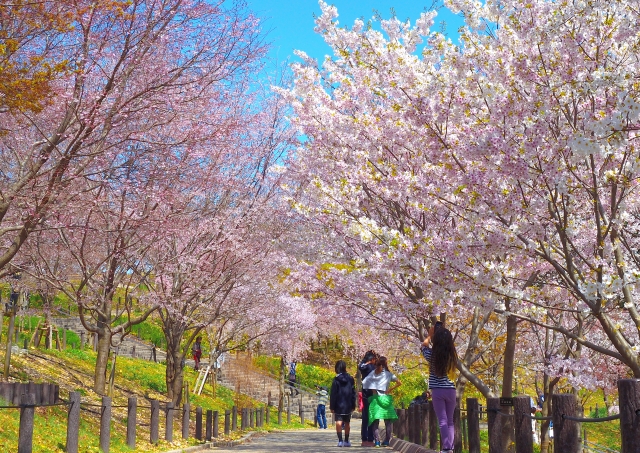 名古屋市東山動植物園の桜の回廊