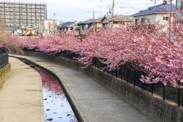 淀水路の河津桜