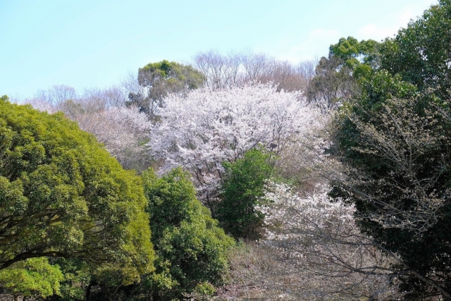 桜山公園の桜