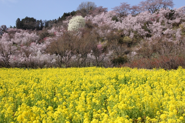 花見山公園の桜