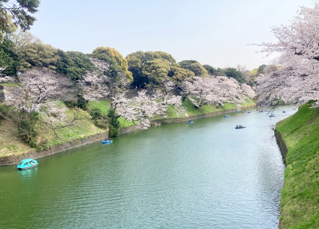 千鳥ヶ淵の桜