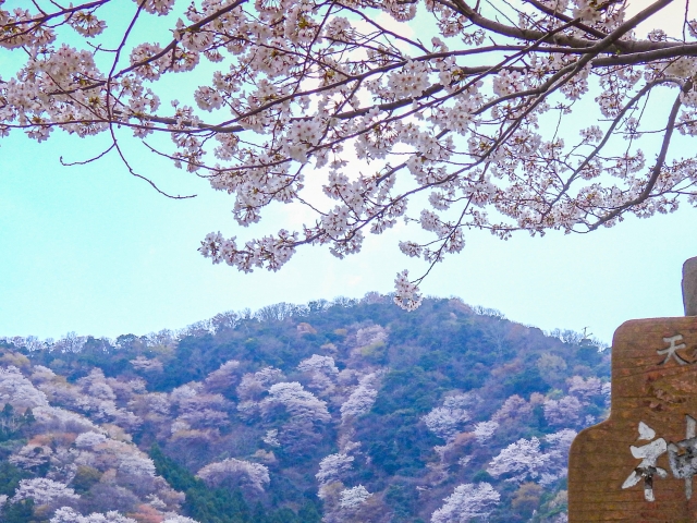 神子の山桜