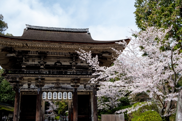 三井寺の桜