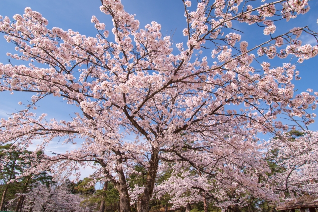 悠久山公園の桜