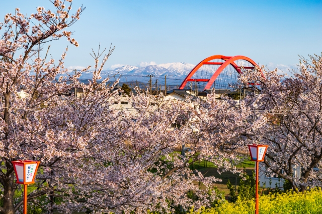 つばめ桜まつり