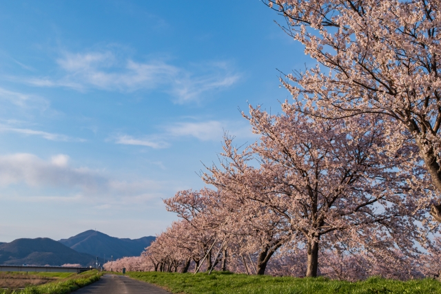 大河津分水桜並木