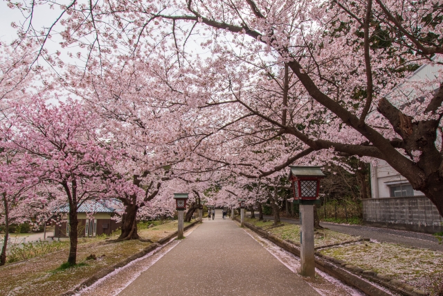 弥彦公園（桜の苑）の桜