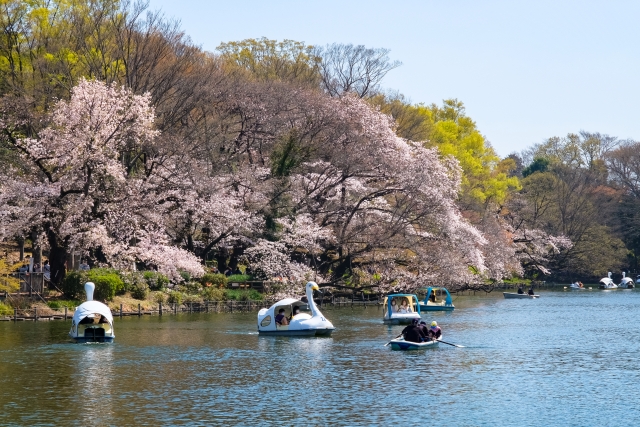 井の頭恩賜公園の桜