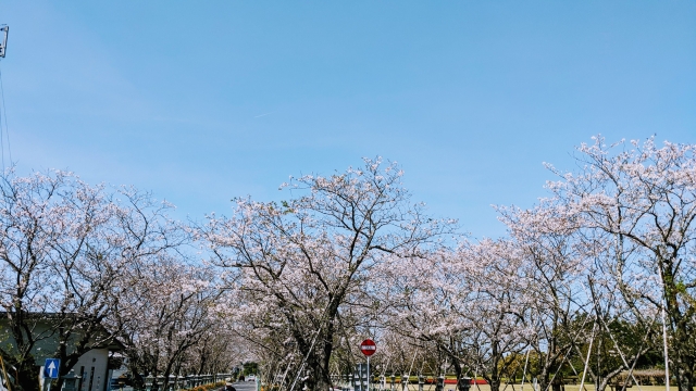 知覧平和公園の桜